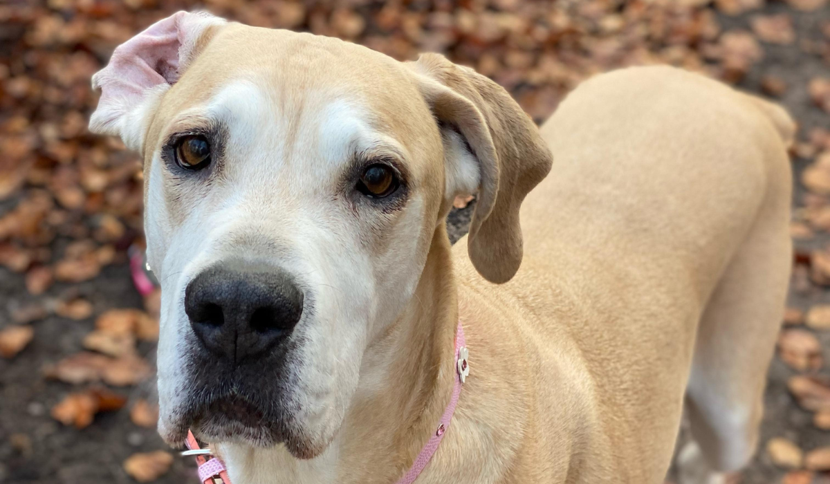 A beige Great Dane is standing amongst the autumn leaves with one ear folded back revealing their soft pink inner ear matching her pretty pink collar!