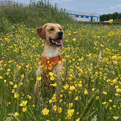 Happy Labrador with their tongue out standing in a field of flowers looking off into the distance