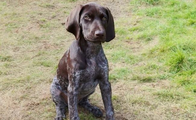 Biscuit, the German short-haired pointer