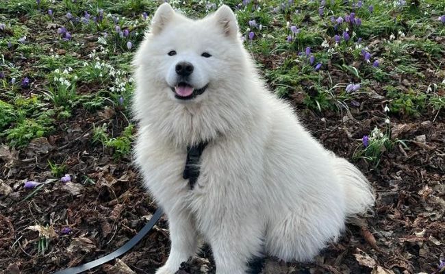 Kumo, the Samoyed