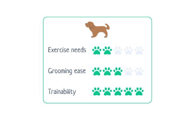 Papillon  Exercise Needs 2/5 Grooming Ease 3/5 Trainability 5/5