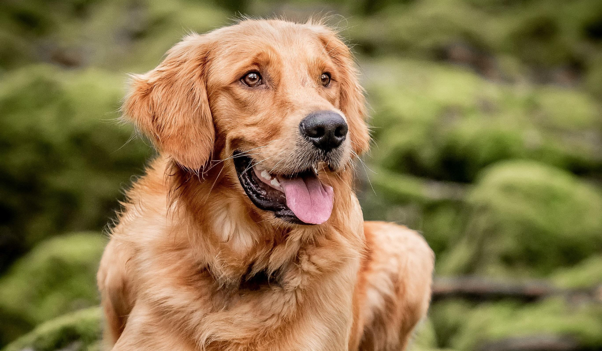 A beautiful dog with a lustrous, golden coat and gentle, hazel eyes takes a moment during an afternoon walk in the woods.