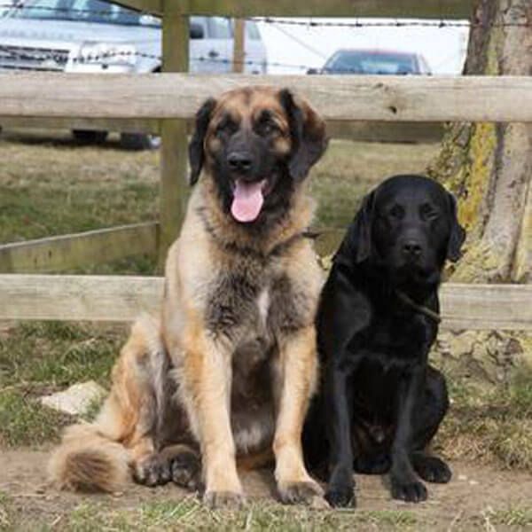 The Leonberger is a full head taller than the Labrador