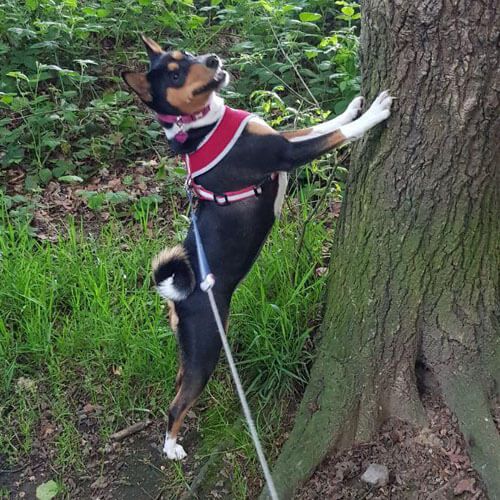 A white, black and tan, short-haired dog with a curly tail has her front paws up on a tree, looking up into the branches.