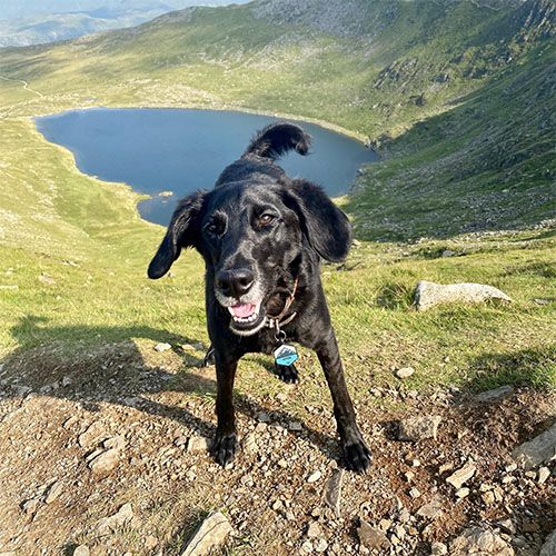 Black cross breed dog standing at the top of a hill over looking a lake