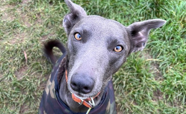 A beautiful close up of doggy member Remy, the silver Lurcher, with gorgeous hazel coloured eyes