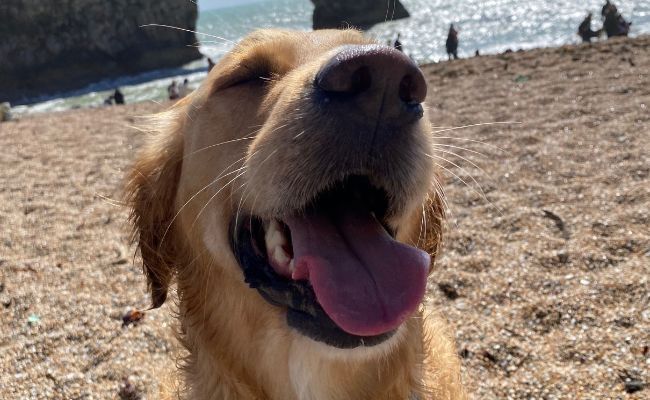 Doggy member Koby, the Golden Retriever, sitting on a pebbled beach enjoying the sea breeze with the widest smile, his eyes are closed!
