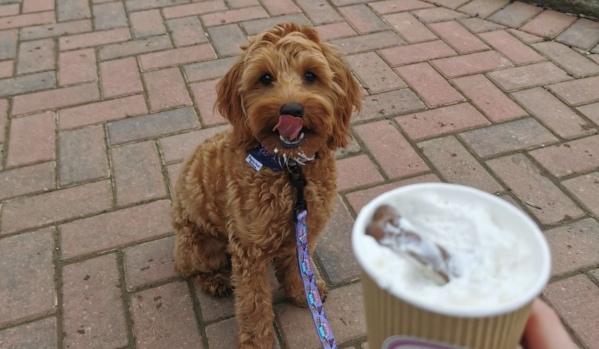 A lovely cockapoo sitting patiently with cream around her chin, licking her chops whilst waiting to enjoy the rest of her puppuccino 