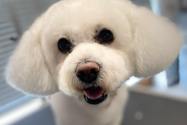 Flossie the Bichon Frise standing on the groomer’s table showing off her new do