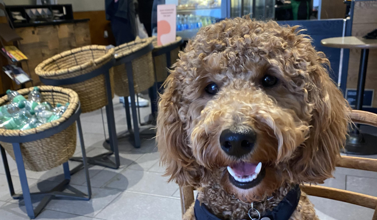 A cute, curly pooch is sitting in a chair of a cafe waiting for a doggy treat.