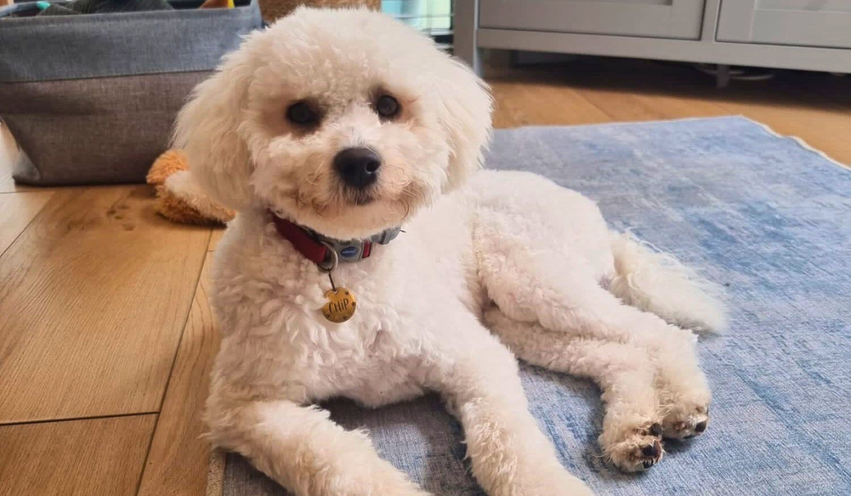 Doggy member Chip, the Bichon Frise, lying on the rug in the living room after a fun day at his dog sitters