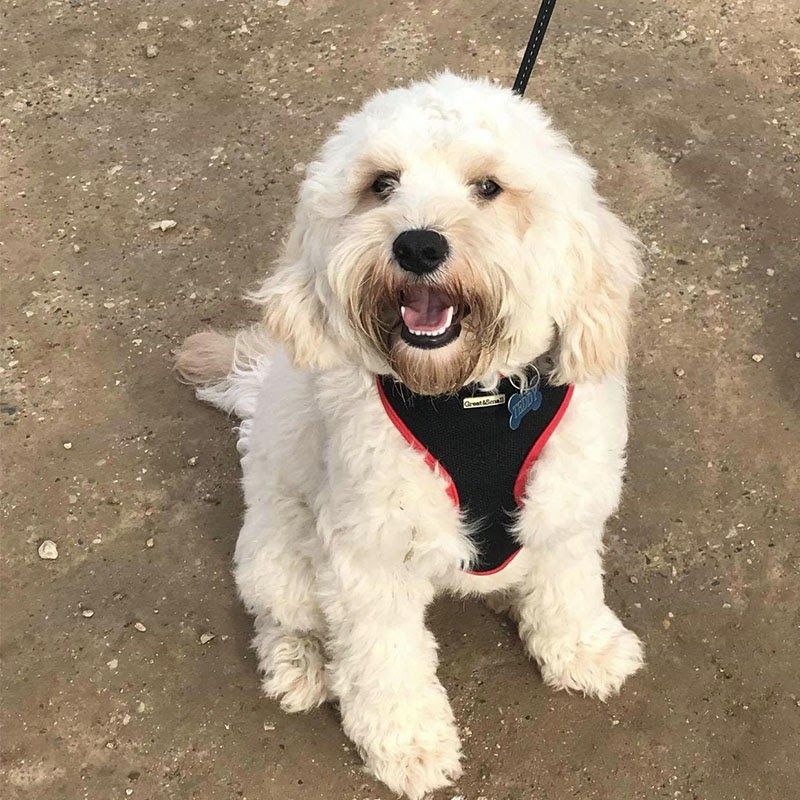 Doggy member Teddy