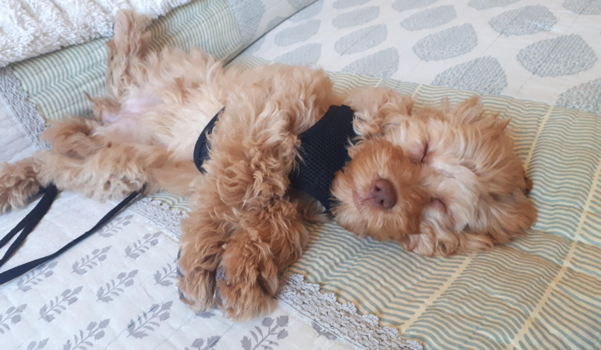 A small, fluffy puppy with golden fur and a brown button nose is lying on their back fast asleep on a well made bed.