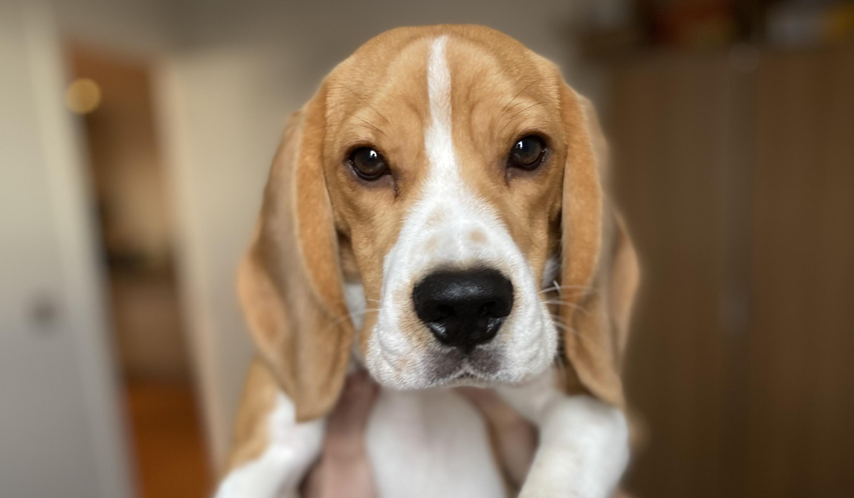 The face of an adorably, cute Beagle with golden, floppy ears.