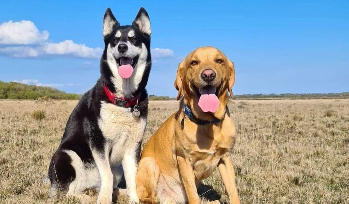Affordable Dog Walkers in Glasgow