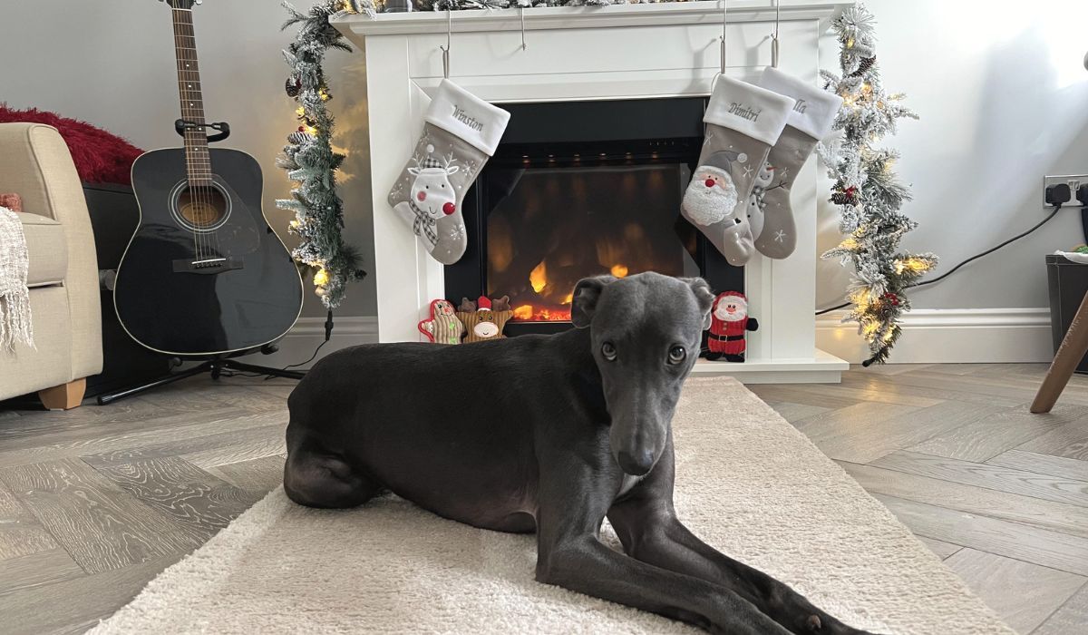 A dark grey pup in front of a lovely fireplace with Christmas stockings hanging from the mantelpiece