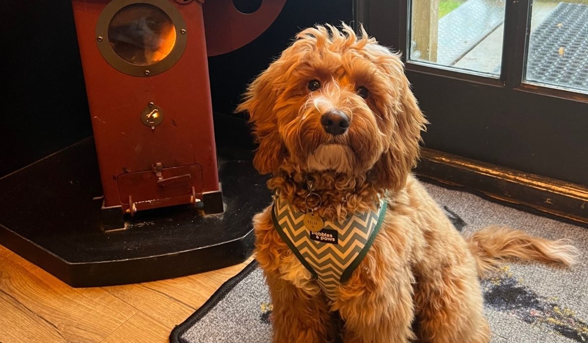 Doggy member Ralph, the Cockapoo, sitting by the door with his harness on ready for a walkies with his dog sitter