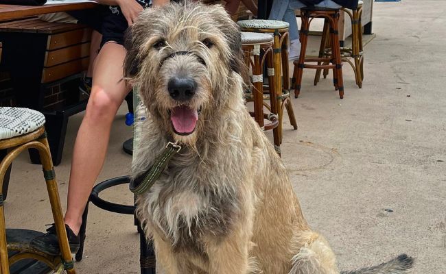 Irish wolfhound best sale with kids