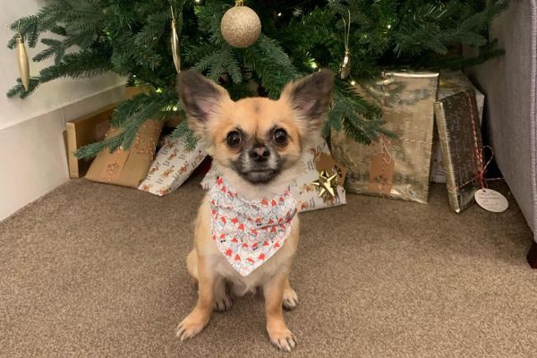 Peanut, the Chihuahua, in front of a mountain of pressies