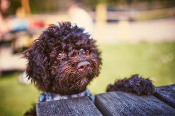 Teddy, the lagotto romagnolo