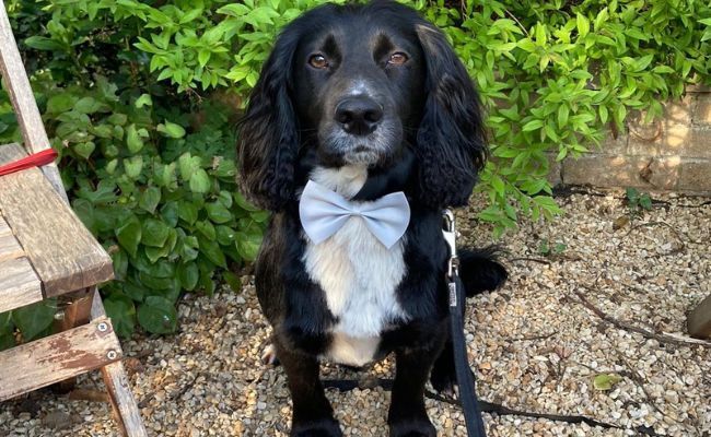 Sammy the Cocker Spaniel looking super smart wearing his light blue bow tie