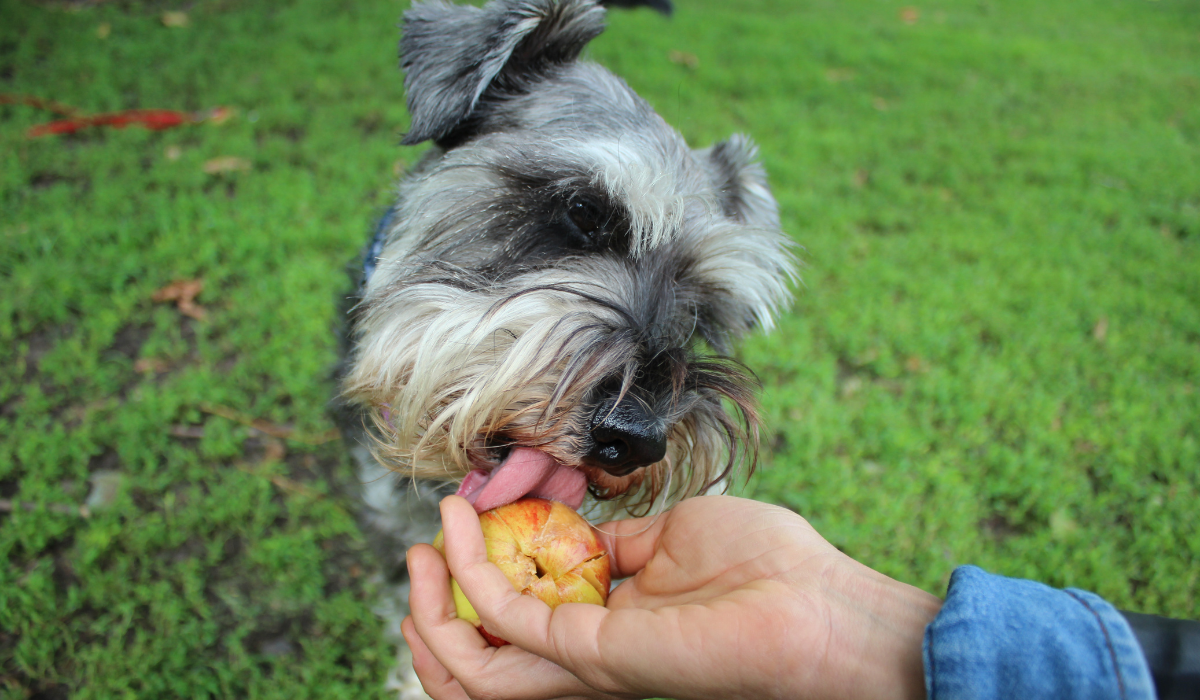A very happy Miniature Schnauzer is enjoying licking a Peanut Butter Apple Ball held by their human.