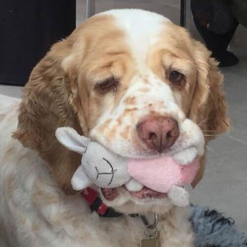 A large, wrinkly pale brown and white dog clutches a bunny toy in their mouth