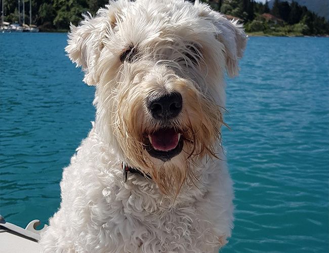 Lola looks happy on a boat in front of clear blue sea. She's got curly pale hair and a great beard.