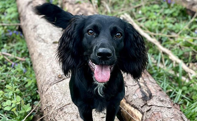 Agnes is a beautiful black dog with long silky ears and a glossy coat. She's standing on a log in the woods