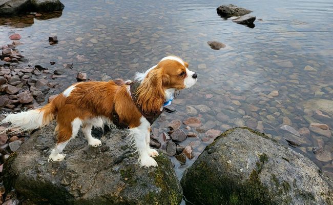 Doggy member Lennox, the Cavalier King Charles Spaniel enjoying an adventure by the lake, standing on a large rock