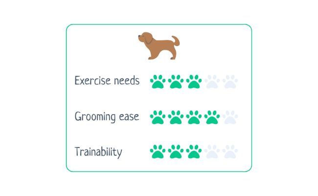 Old Tyme Bulldog  Exercise needs 3/5; Grooming ease 4/5; Trainability 3/5