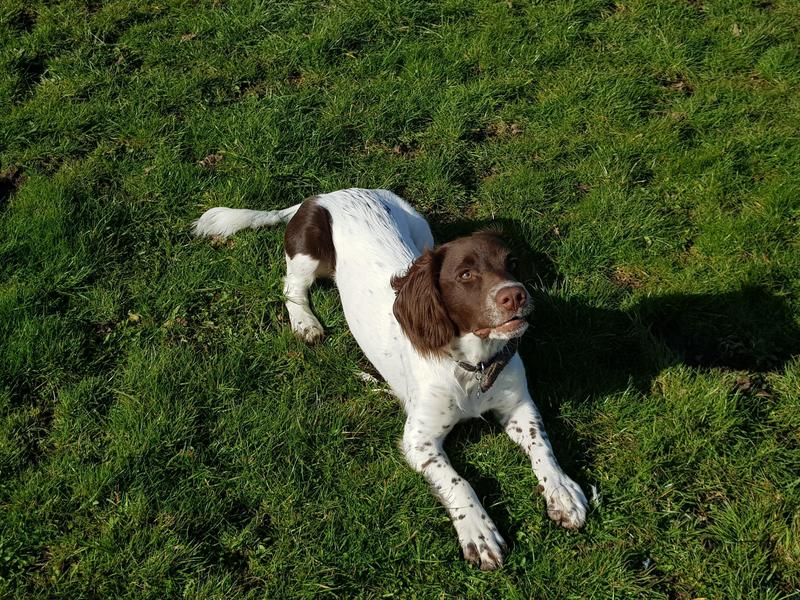 July Breed of the Month - Springer Spaniels