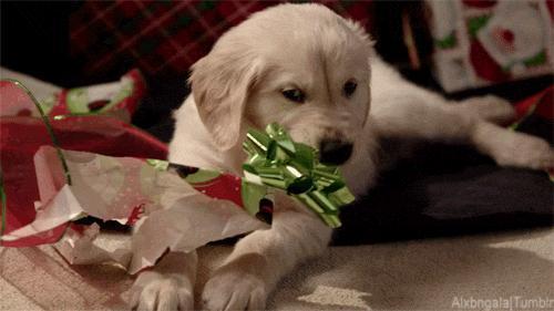 BorrowMyDoggy Christmas Gift Guide For Dog-Lovers