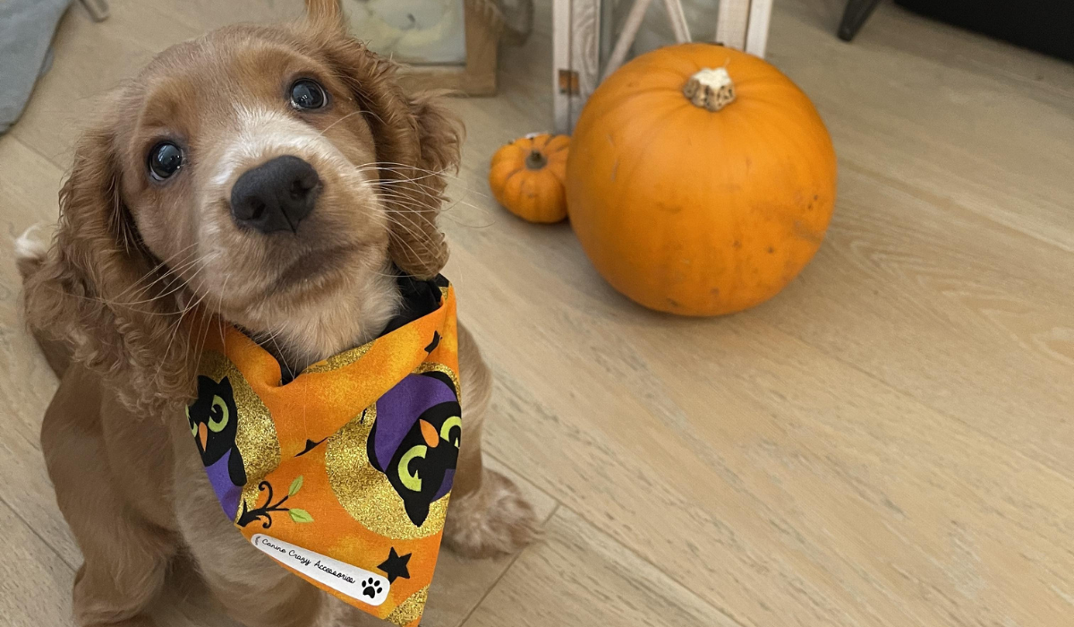 An adorable Cocker Spaniel puppy is sitting proudly in their Halloween bandana next to two pumpkins.