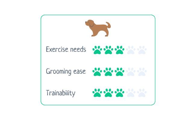 Basset Hound  Exercise Needs 3/5 Grooming Ease 3/5 Trainability 3/5