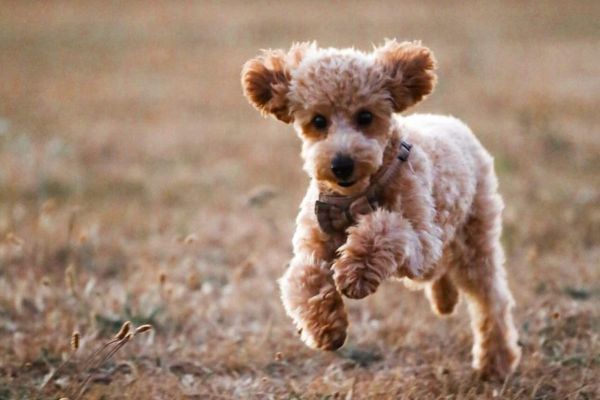Pluto, the Toy Poodle, charging straight ahead at the camera
