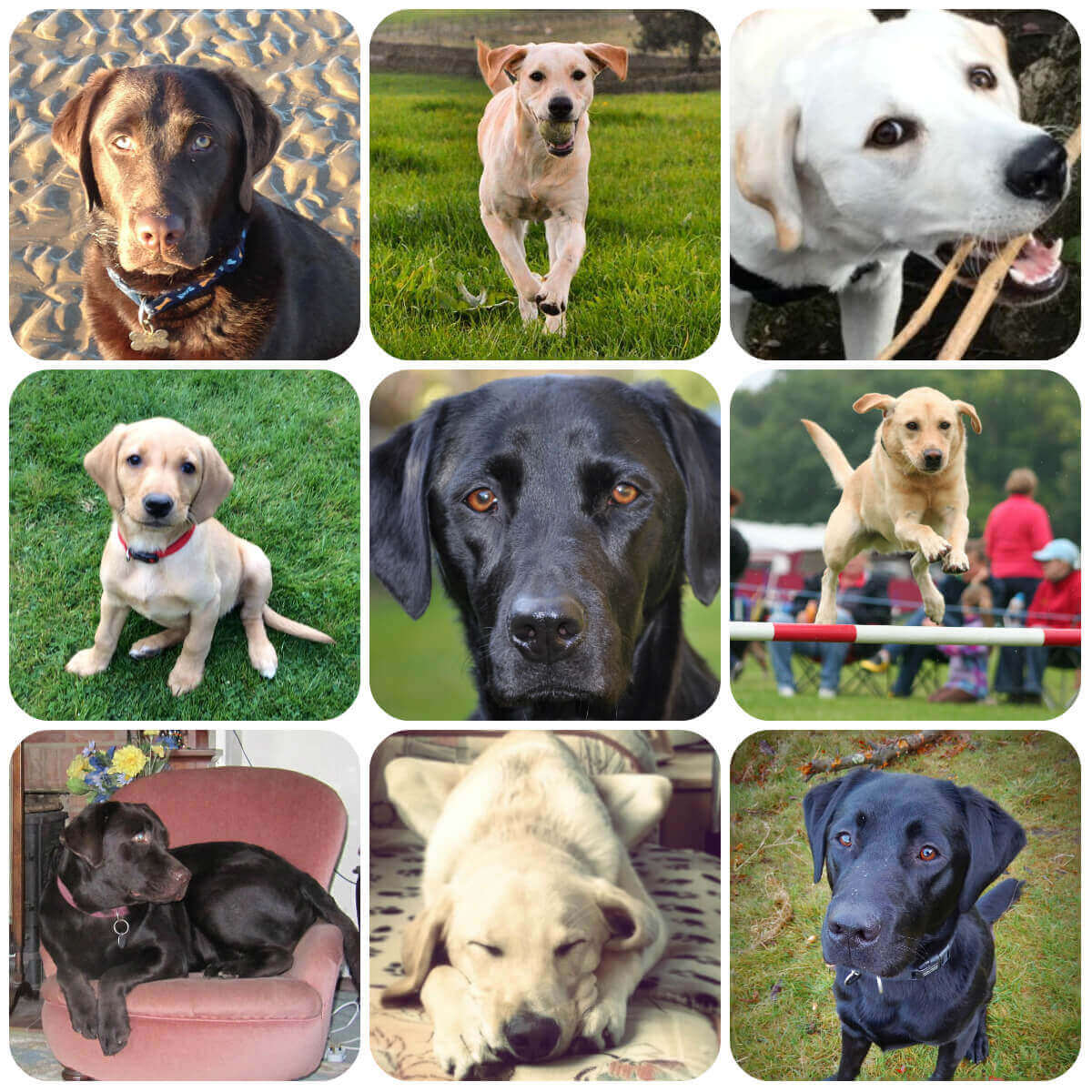 A collage of images of Labradors. They range in colour from white to black and chocolate. All are quite large with square heads and floppy ears.