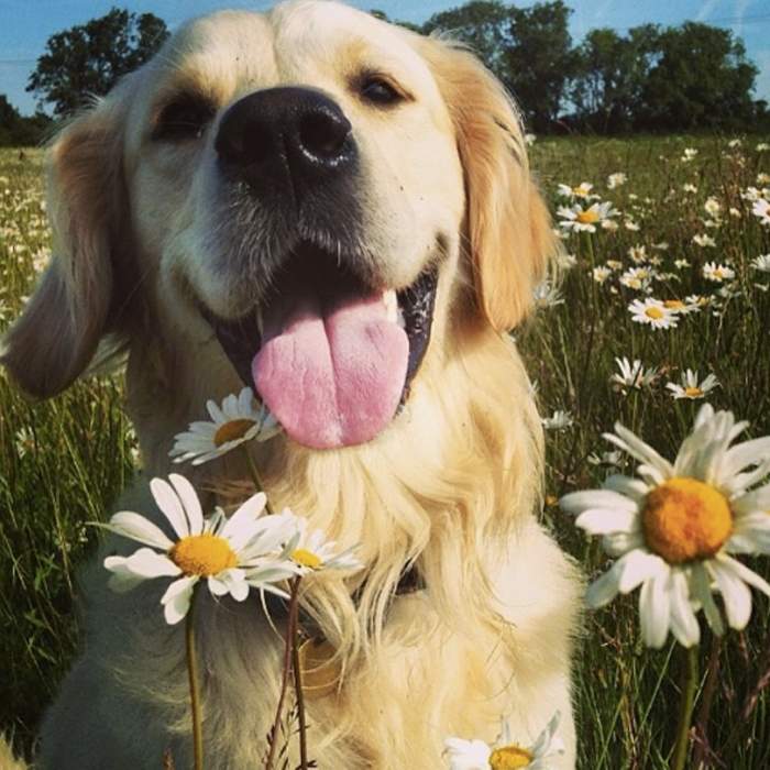 Monty, the Golden Retriever, in a field full of daisies