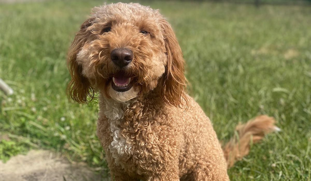 A golden, curly haired dog sits on grass
