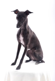 Italian Greyhound Guide Exercise Needs Stories Tips BorrowMyDoggy