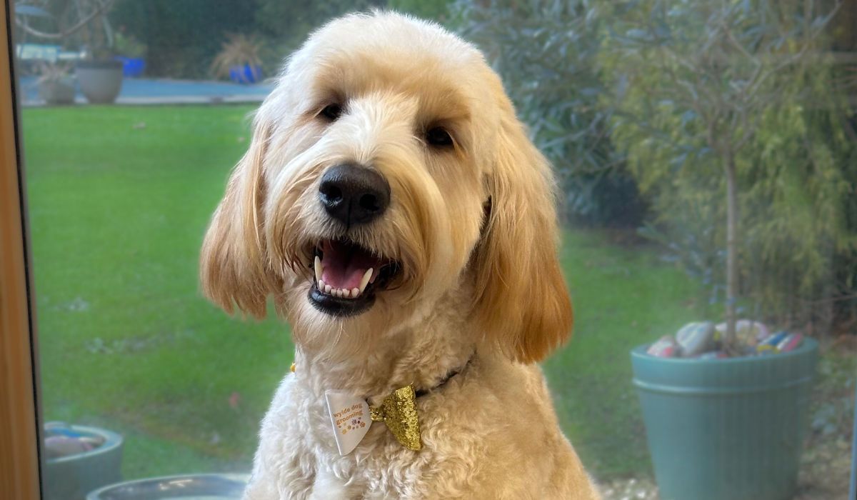 Doggy member Merryn, the Goldendoodle, smiling softly and gazing lovingly towards the camera