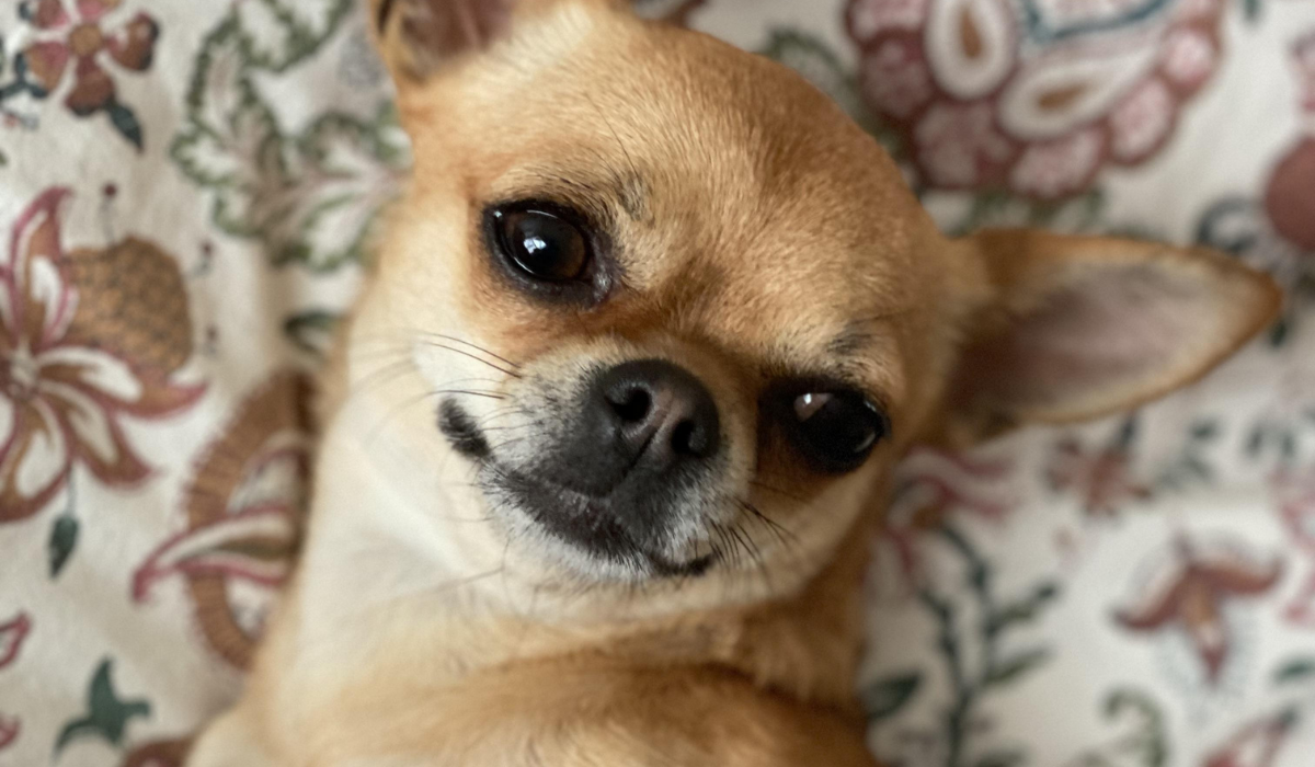 A close up of the face of a cute golden Chihuahua, looking content lying on vintage patterned bedding.