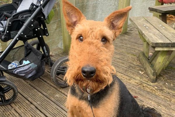 Teddy, the Airedale Terrier