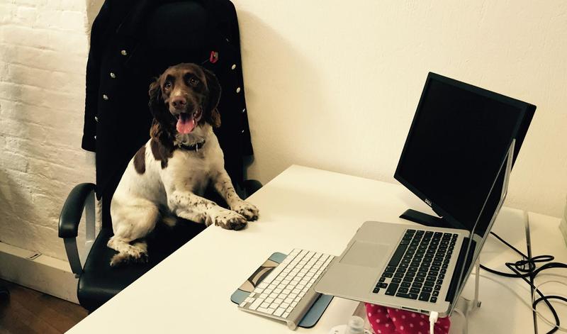 10 dogs that nailed #BringYourDogToWorkDay