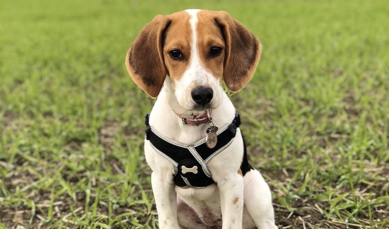 December Breed of the Month - Beagle