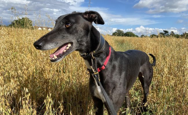 Doggy member Jackson, the Greyhound, standing in a corn field ready to head off on a run!