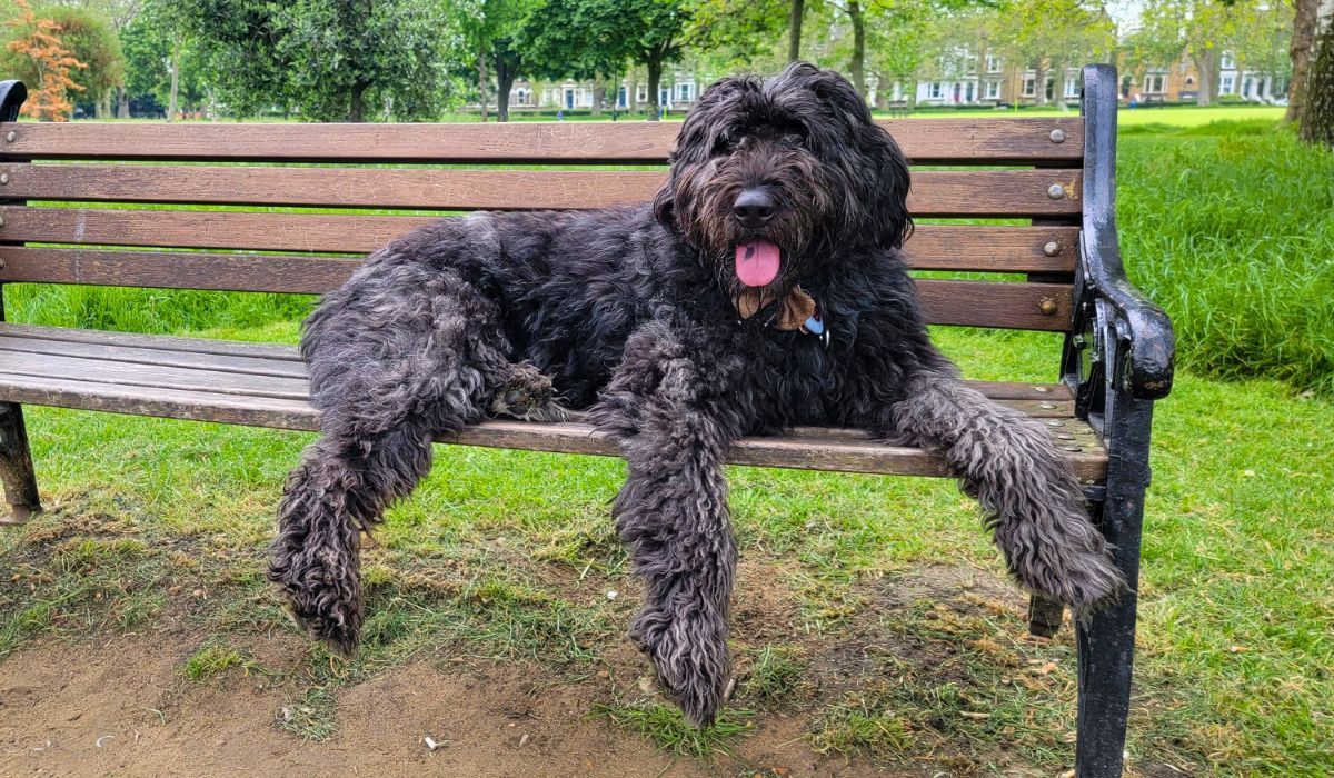 A large black shaggy dog pants as they lie on a park bench.
