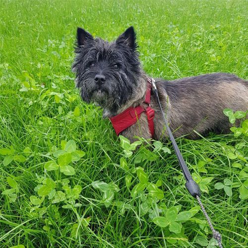 A small dog with a rough coat and pointy ears is standing in a field of grass and clover