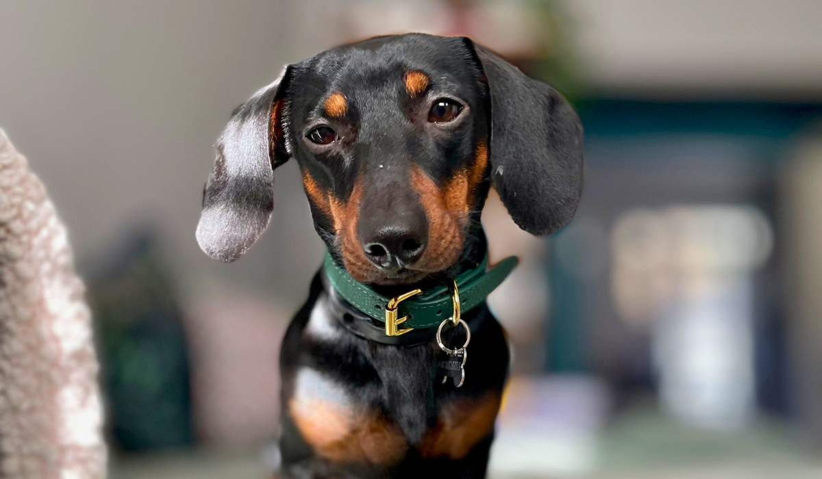 Doggy member Otto the Miniature Dachshund, from Coventry, looking smart wearing his green leather collar