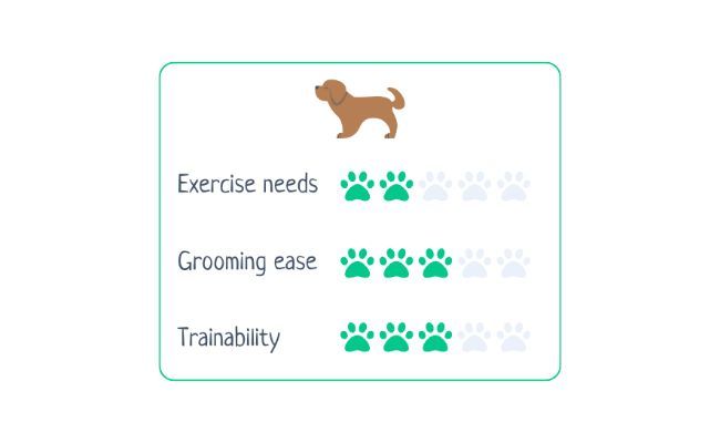 Pekingese  Exercise Needs: 2/5 Grooming Ease 3/5 Trainability 3/5  